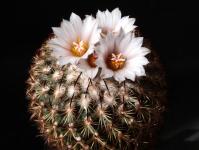 Thumbnail of 1311_Gymnocactus ysabelae_20140402_01-001.JPG